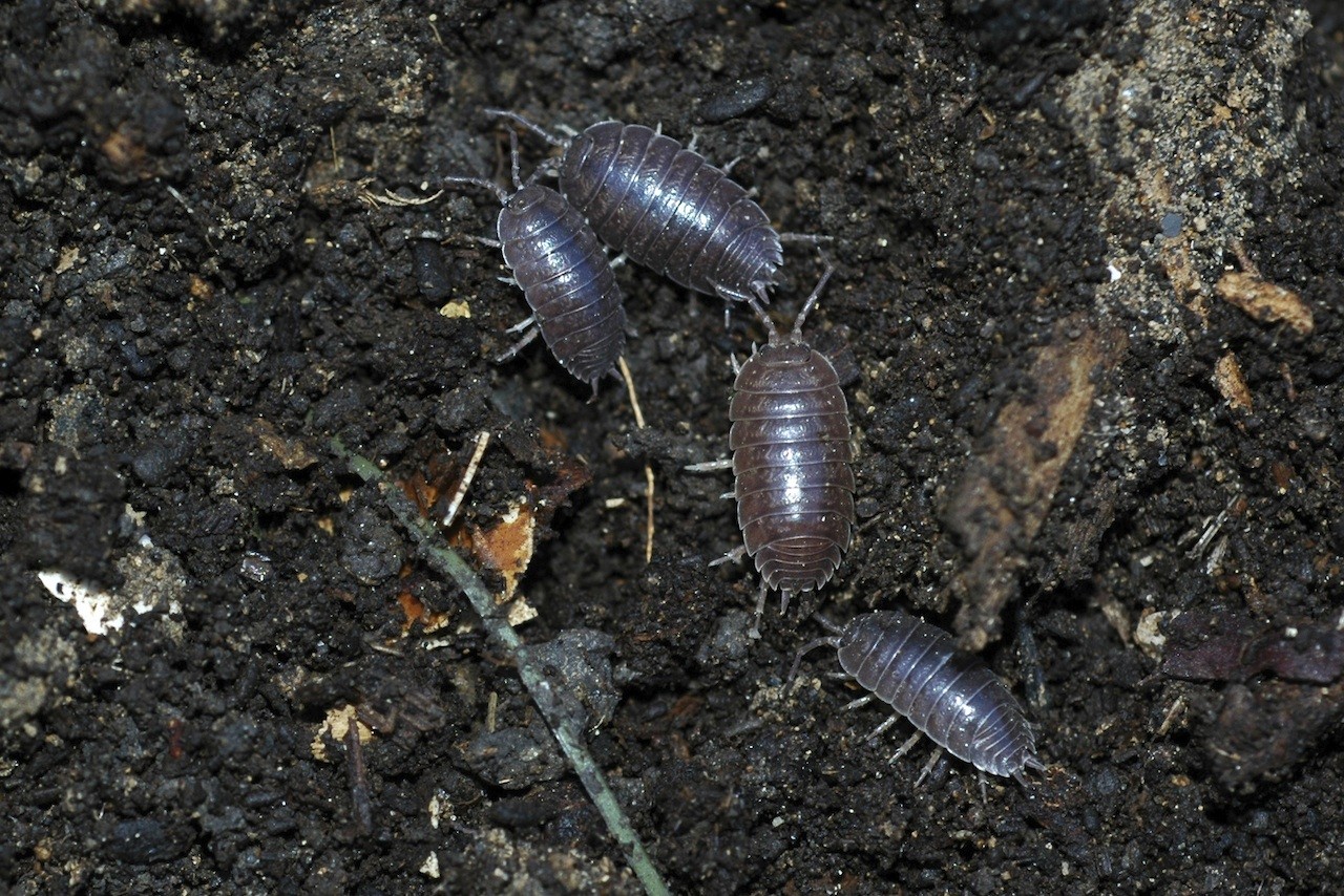 Pillbug control and treatments for the home yard and garden