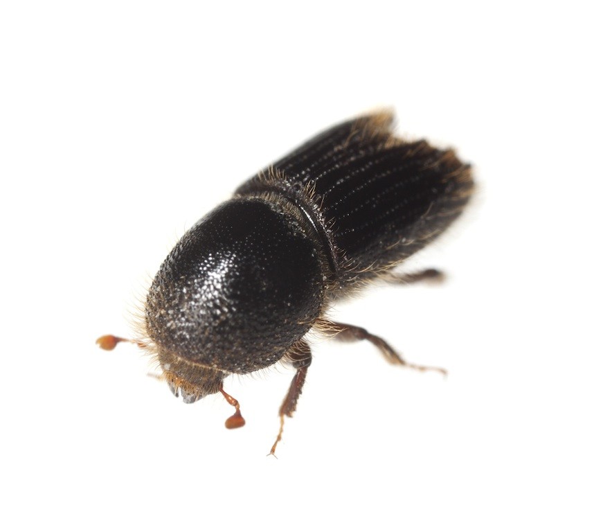 Tree Borer Beetle