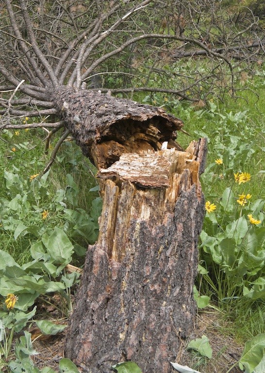 Pine Bark Beetle Treatment – ArborTrue Tree Service