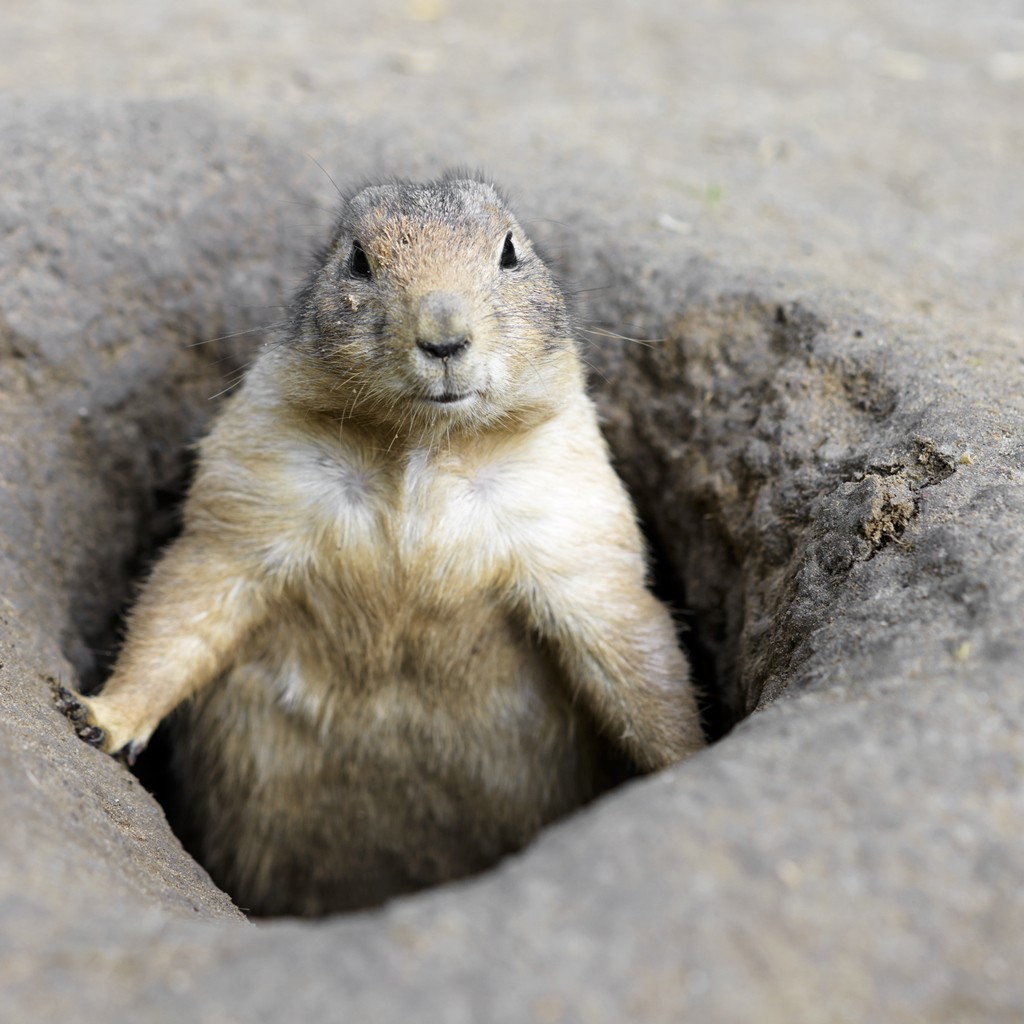 Prairie Dog in Trap  U.S. Geological Survey