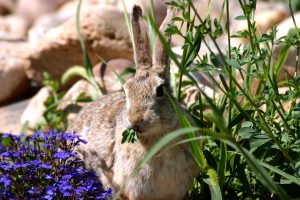 Rabbit eating flowers