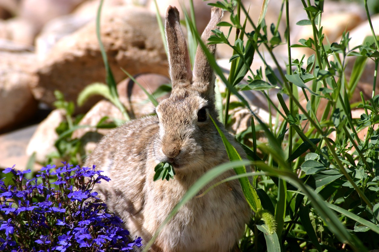 rabbit control and treatments for the home yard and garden