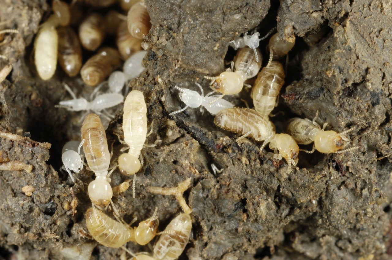 termite treatments for inside and around the home