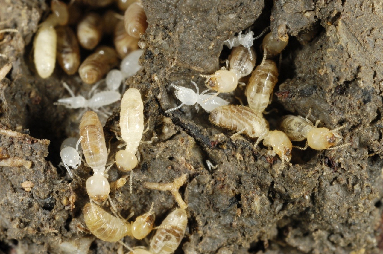 a termite walks into a bar