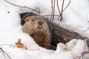 Woodchuck coming out of den in winter