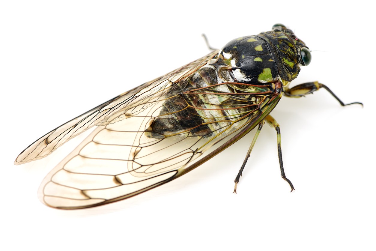 cicada locust