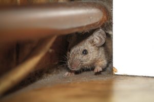 Mouse invading home