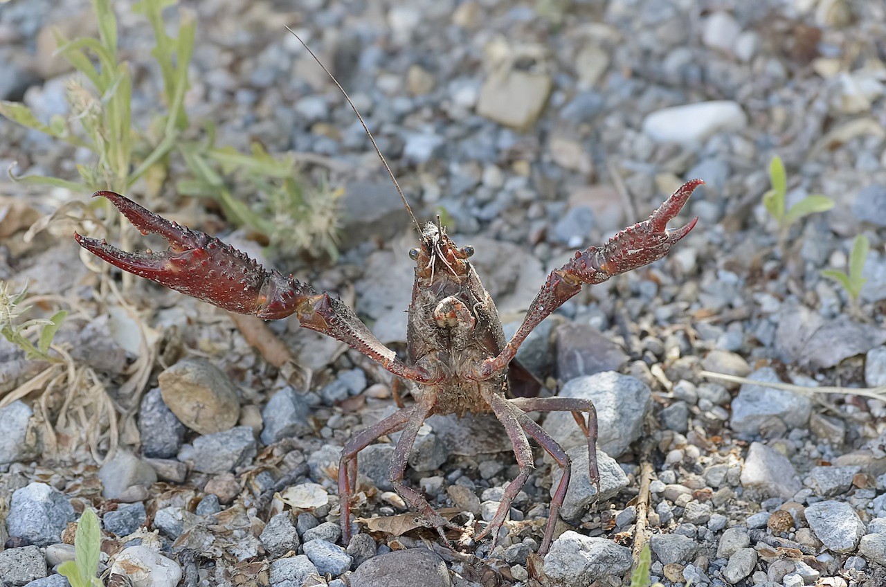 Crayfish control for the lawn, yard and garden - Pest Control