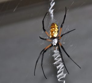 Argiope Garden Spider