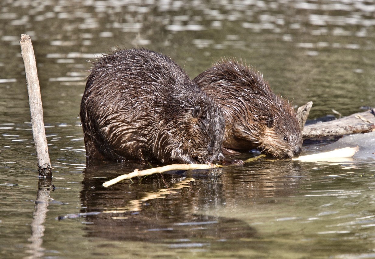 beaver control, BEAVER CONTROL, Beaver Control, BEAVER CONTROL