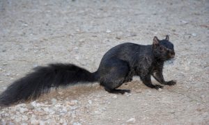 Black Squirrel foraging in yard