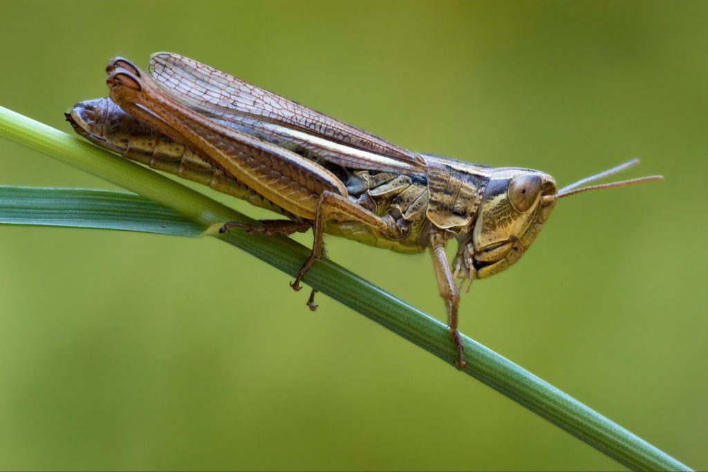locust control and treatments for the home yard and garden