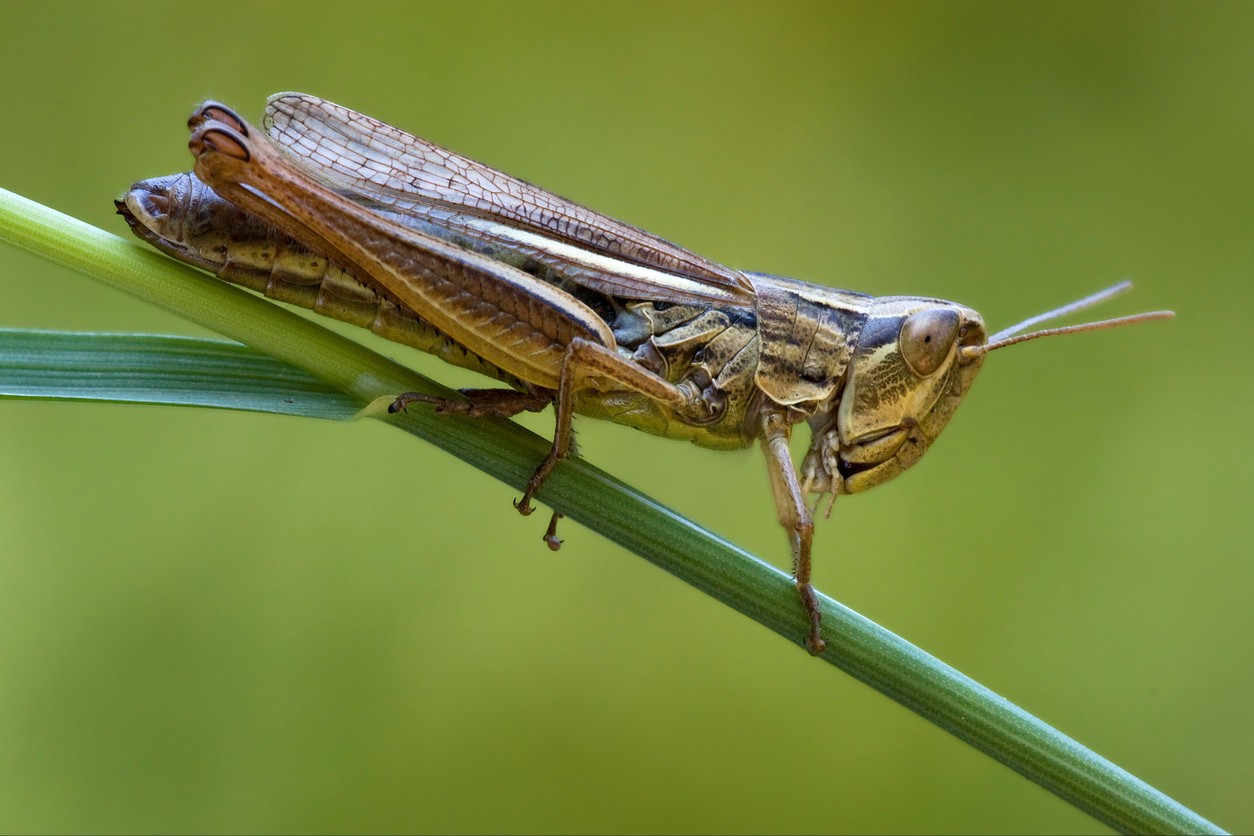 Do Locusts Eat Bugs At Katherine Roosa Blog Do Locusts Eat Bugs At Katherine Roosa Blog
