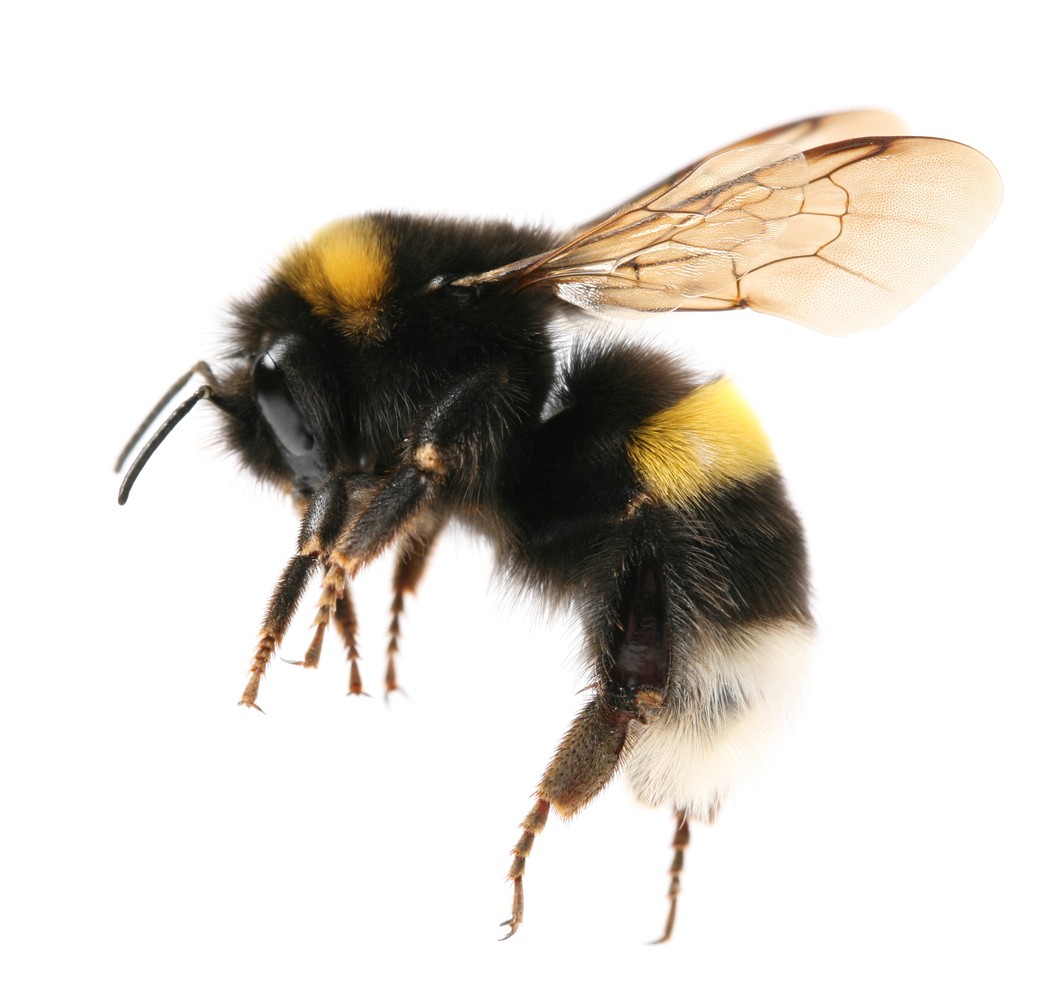 Bumble Bees  Pest Information & Prevention Tips