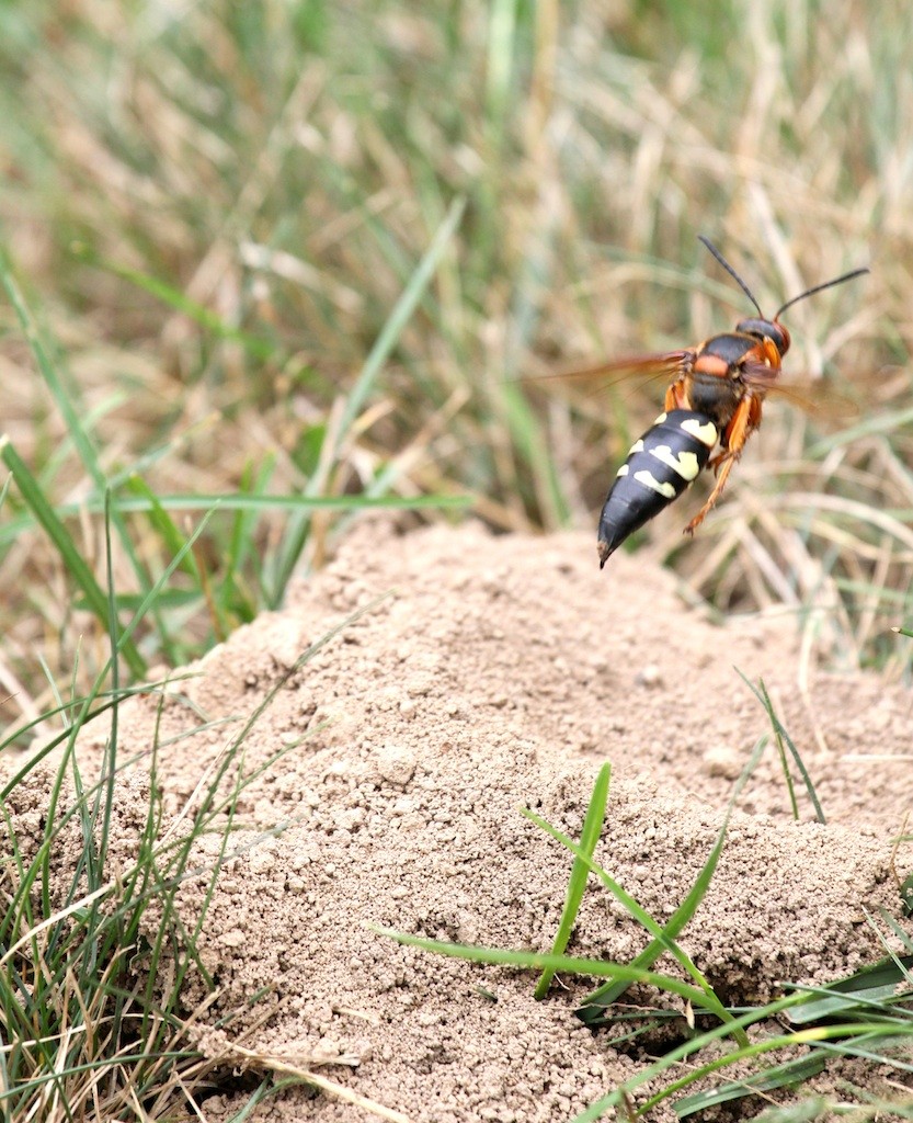 Cicada Killer Control