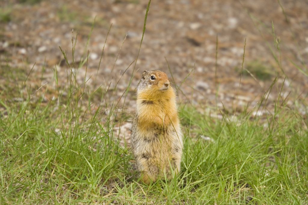 ground squirrel control and treatments for the home yard and garden