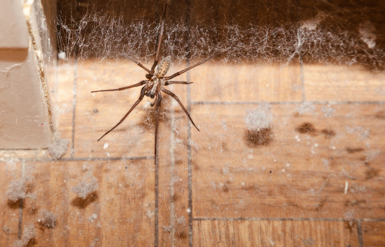 spider control and treatments for the home yard and garden