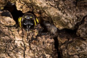 DIGGER WASP NEST IN WOOD CHIPS