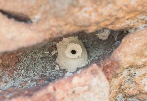 DIGGER WASP NEST IN MORTAR