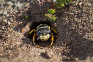 DIGGER WASP NEST IN DIRT