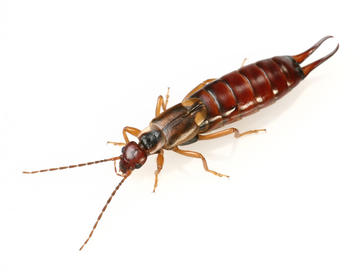 earwig control and treatments for the home yard and garden