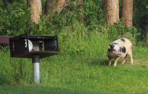 Feral Pig in Utah