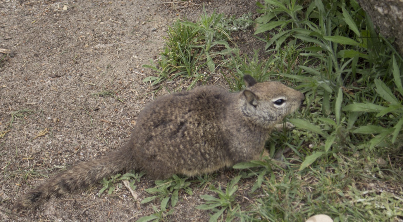 richardson ground squirrel baby