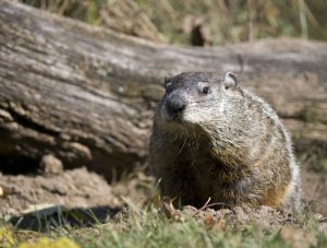 Groundhog den by tree