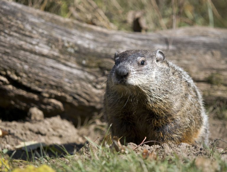 Groundhog control and repellents for the yard and garden