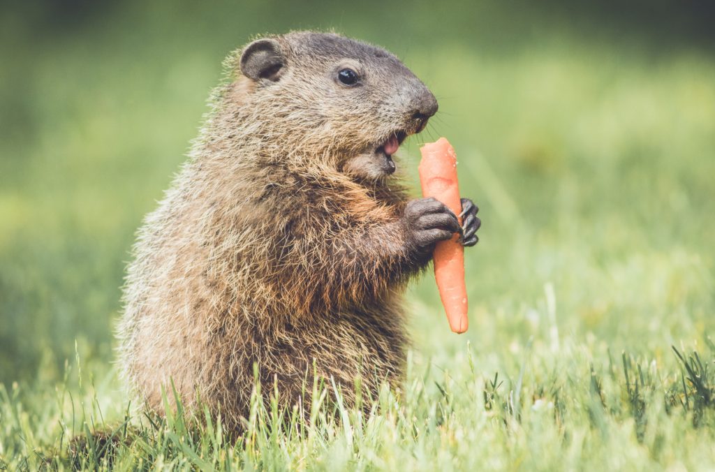 Groundhog control and repellents for the yard and garden