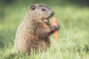 Groundhog eating carrot