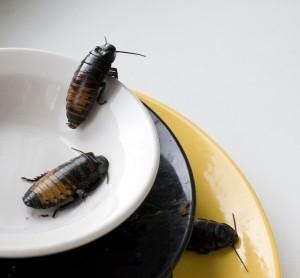 LARGE ROACHES