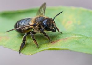 Why You Should Attract Leaf-Cutter Bees to Your Garden