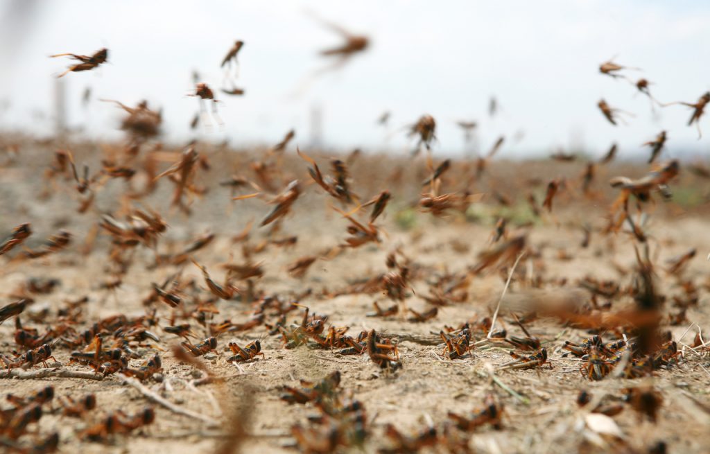 locust control and treatments for the home yard and garden