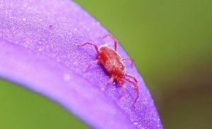 RED SPIDER MITE ON CAMPANULA