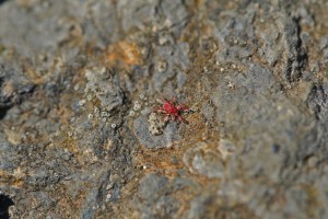 RED SPIDER MITE ON THE PROWL