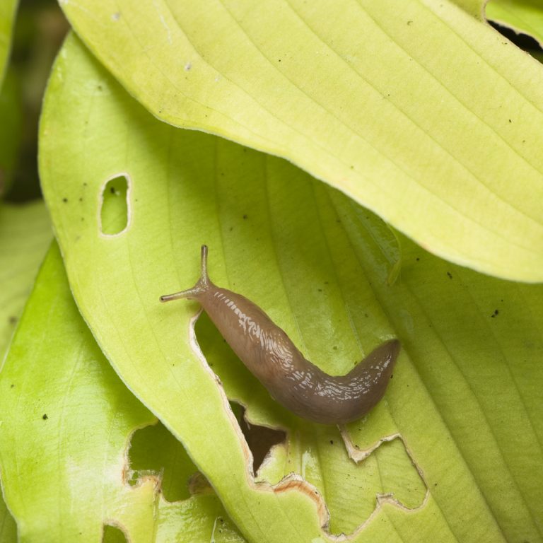 Slug Control & Treatments in Atlanta GA | Repellent Sprays