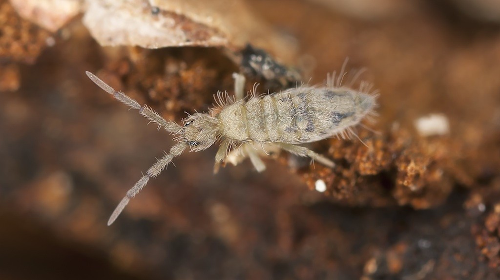 Springtail Control And Treatments For The Home Yard Garden - Tiny Grey Bugs In Bathroom That Jump