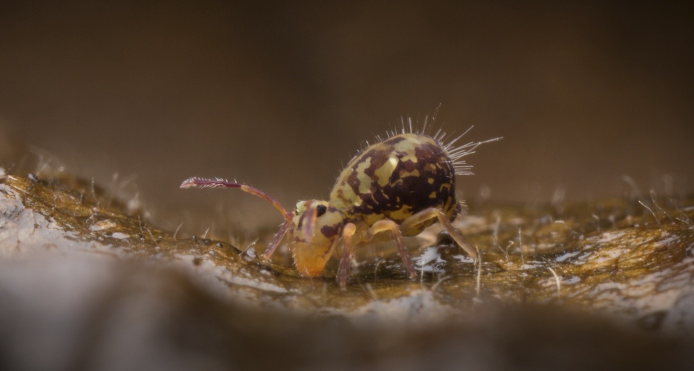 Taking the 'Spring' Out of Springtails - Pest Control Technology