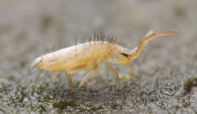 Springtail Control And Treatments For The Home Yard Garden - Little Bugs In Bathroom That Jump