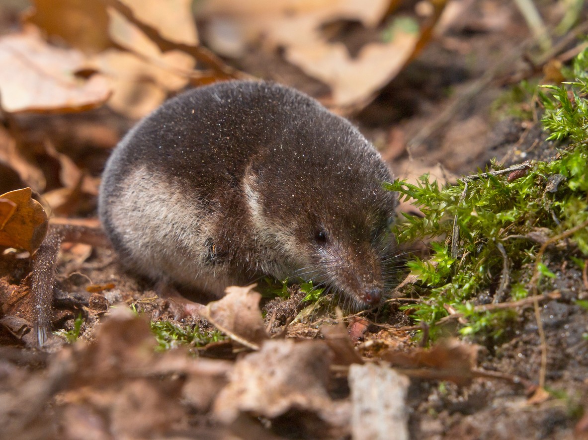 shrew control and treatments for the home yard and garden