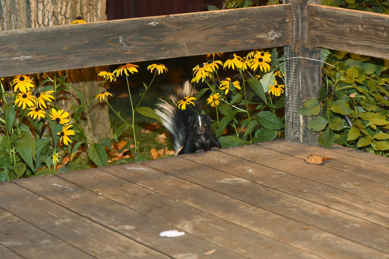 skunk control treatments and repellent for the home yard and garden