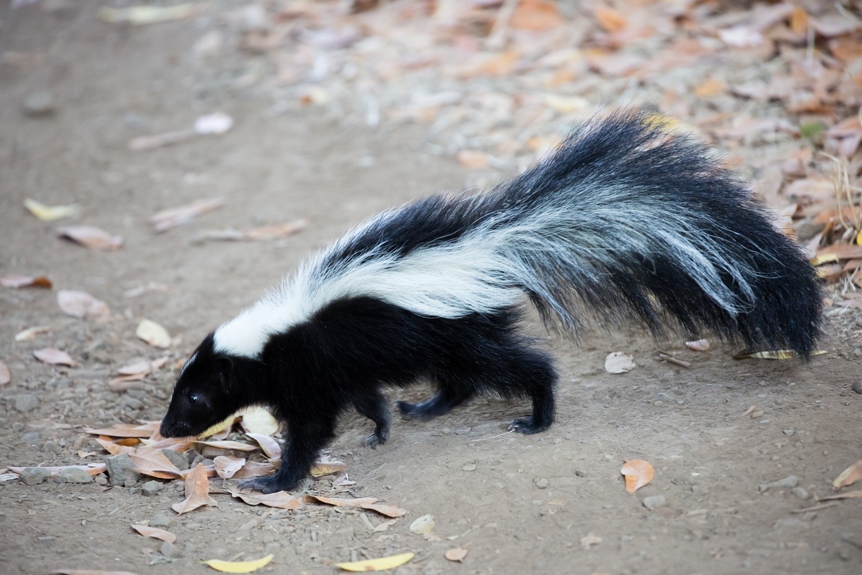 skunk species