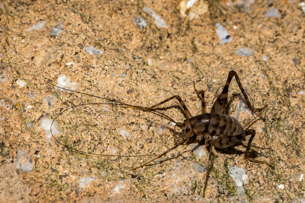 crickets pests pest weta mn exist destroying shutterstock spiders