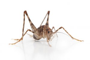 Spider Cricket closeup