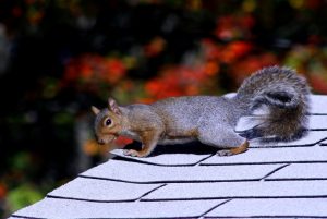 Squirrel on roof looking for a new home