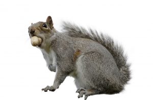 Eastern gray squirrel or grey squirrel (Sciurus carolinensis) caught with a nut in its mouth.
