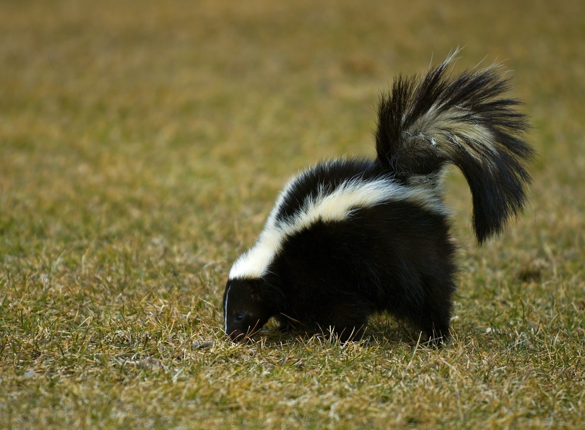 Skunk Control Treatments And Repellent For The Home Yard And Garden
