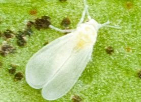 Whitefly closeup