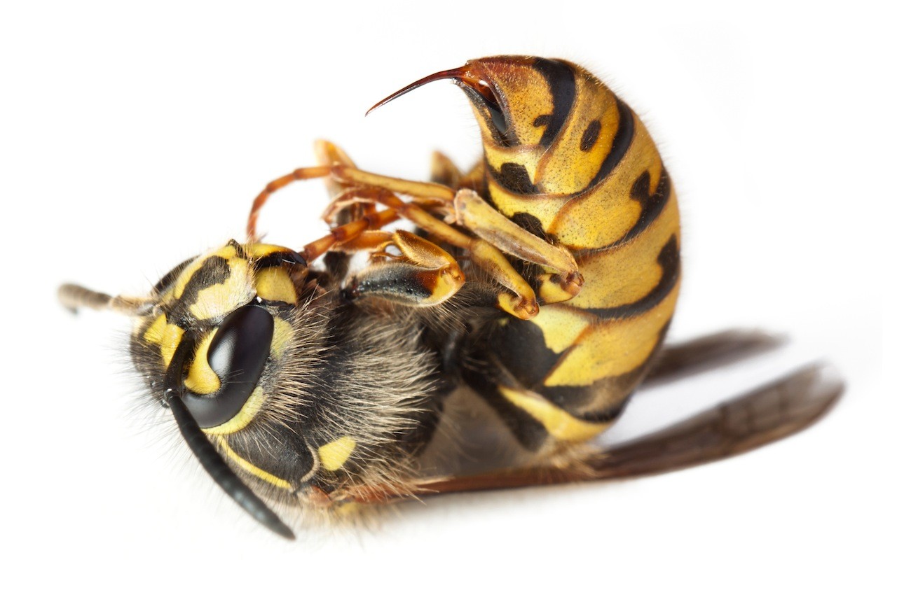 yellow jacket no stinger